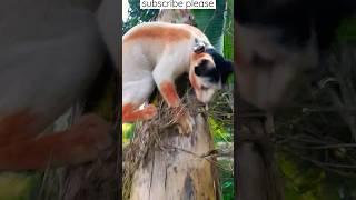 funny catCat” Behula Magic 172#shorts #ytshorts #shortsvideo #viralshorts #aopfununlimited