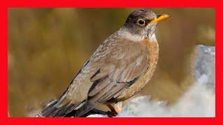 ZorzalPatagonico Canto! Llamado! Sonido! Cantando! - Austral Thrush Song - Turdus falcklandii