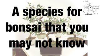 A species for indoor bonsai that you may not know