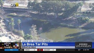 Look At This: La Brea Tar Pits