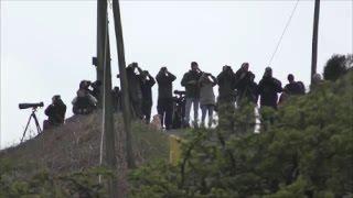 PALLID HARRIER Attacks BUZZARD -  Circus macrourus v Buteo buteo