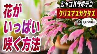 花がいっぱい咲く方法！クリスマスカクタス・シャコバサボテン・デンマークカクタス