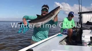 Sight Fishing Cobia - Charlotte Harbor