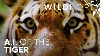 The Artificial Intelligence Keeping Tigers at Bay | WILD HOPE