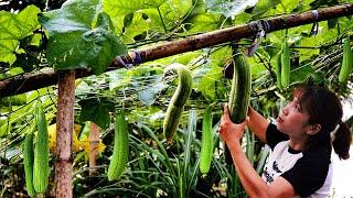 Harvest Sponge Gourd & Vegetables Shrinkage Goes to market sell