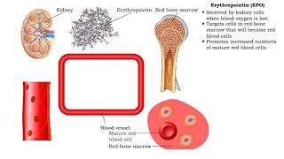 Erythropoietin (EPO)