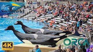 Orca Encounter Show SeaWorld Orlando 2024 in 4K 