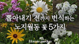 한번 심으면 뽑아내기 전까지 번식하는 생존력 최강 꽃 | 자연발아 번식력 최고 야생화 | 마당에서 노지월동 가능한 꽃