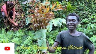 Pucuk Kemiding Kepulauan Solomon Island//Berburu Tiada Hasil Jadi Terpaksa Memasang Jerat B4B1//