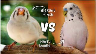 Pet Bird Comparison: Budgie VS Zebra Finch 