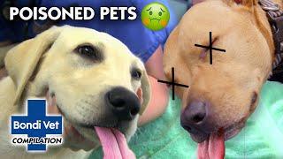 Poisoned Pets   | Compilation | Bondi Vet