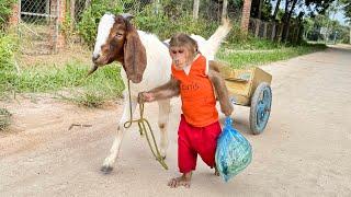 So Obedient! Cutis Takes Goat Go Market Buy Milk To Survival Alone ...