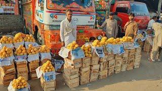 300 Plus varieties of Mango | Best Quality Pakistani premium export Quality Mango | fruit mandi |