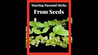 STARTING PARENIAL HERBS FROM SEED~ PART ONE