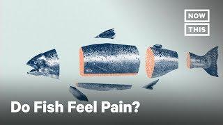 What Fish Feel When They Are Killed for Food | NowThis
