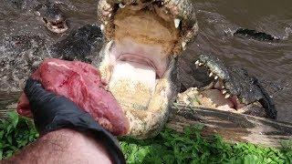 FEEDING GIANT ALLIGATORS RAW MEAT BY HAND! - Dāv Kaufman Vlogs