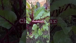 How we  can grow  chuknder easily in our garden