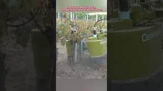 Vine stem cleaner ##️️