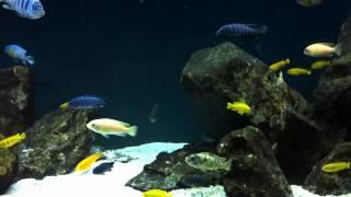 You Choose the Topic - #5 Tank Updates Thursday's - African Cichlid Hub