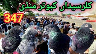 347 | Kabootar Mandi Kallar Syedan | Latest Update | High Flyer Pigeon Market Price 7/10/2024