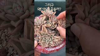 [초보다육맘]긍게 이유가 다 있당께 多肉植物 たにくしょくぶつ Korean Succulent