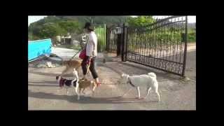 [폴랑폴랑] 국제 자격증 과정 - 도그워커 아카데미 (Dog Walking Academy) 야외 실습