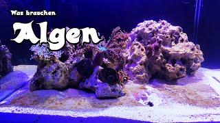 Algen Im Meerwasseraquarium