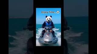 Cute Panda #pandavideo #animalvideo #cutepanda