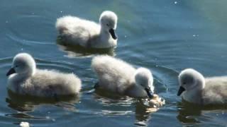 Fluffy ducks!