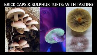 BRICK CAPS & SULPHUR TUFTS: with tasting