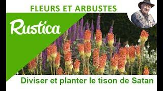 Comment transplanter et diviser le Kniphofia ou tison de Satan