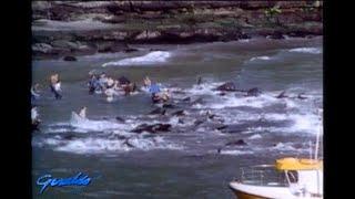 1991.  'Grindadrap' in the Faroe islands, pilot whales are herded to the beach for slaughter