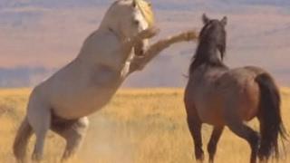 A luta por território dos cavalos selvagens - América do Norte: Born To Be Wild