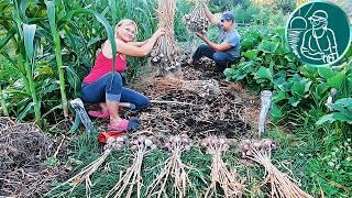 When to harvest garlic in 2024  Harvesting garlic without losing the harvest