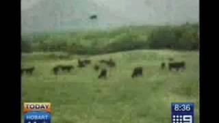 Cow Getting Abducted by Aliens on UFO - 100% Real Footage [Full Video]