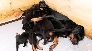 Soldier stunned as pet Rottweiler Roxy gives birth to 16 puppies UK's largest ever litter 5/5/19