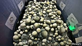 Tat Black Caps-(TBC) Timelapse! Epic growth from this beautiful mushroom #mushroom #timelapse