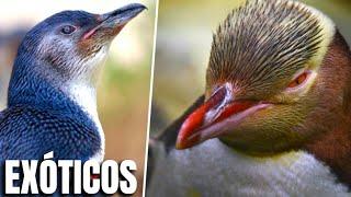 The 7 Most AMAZING EXOTIC Penguin Species in the World