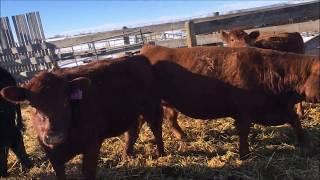 Processing a group of heifers