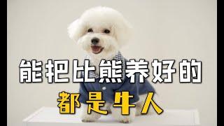 能把比熊犬养漂亮的，都是牛人【萌宠指南】