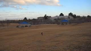 Ronnie Border Terrier chasing Frisbee