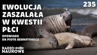 Płeć a ewolucja – biologia nie lubi nudy i prostych podziałów | dr Piotr Bernatowicz