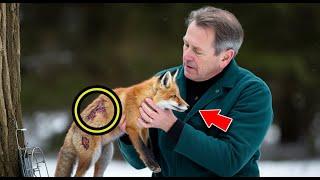 Man Rescues Frozen Fox From Wire Trap, What The Fox Does Next LEFT SCIENTISTS SPEECHLESS!