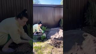 Купили во двор декоративный камень