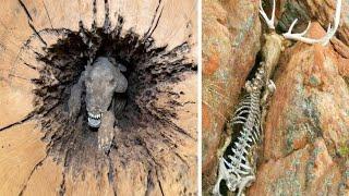 Animals That Nature Has Treated Unfairly