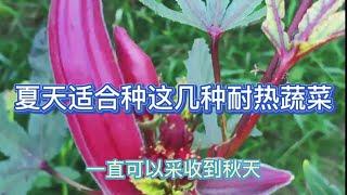 這幾種蔬菜最適合夏天種植，溫度越高長的越好，30天就能採收，快來看看吧