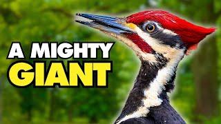 The Majestic Pileated Woodpecker | Nature's Powerhouse