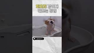 회오리 감자 아니고 회오리 강아지 #유기견임보