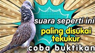 Tekukur super gacor suara GeLEDEG,