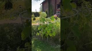 Новая опора "Прованс" #дачасадогород #опорыдляцветов #кустодержатель #цветы #садоводство #грядки